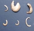 Shell hooks from Kurnell